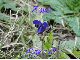 Kwiat, fioÅ‚ek, fioletowy, Flower, violet, purple, Anna