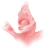 Rose Dove