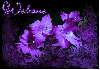 Welcome-purple flowers
