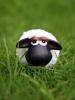 Sheep in grass