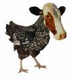 CHICKENCOW