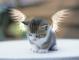 Angel kitty