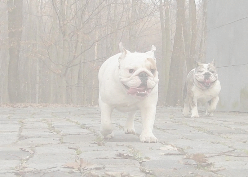 bulldogs
