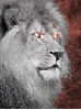 Eyes of a lion
