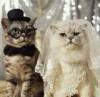 wedding cats