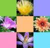 Flower Collage Background