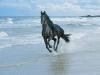 Horse On The Beach