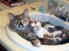 cats in sink