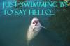 dolphin saying hello