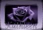 Purple Rose Kathleen