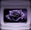 Purple Rose Background