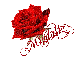 Red Rose with name Migdaliz