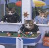 Pool Cats