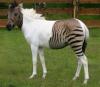 Zebra Horse