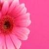 flower in pink