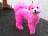 small pink dog