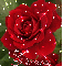 Teresa red rose