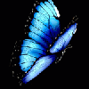 blue Butterfly