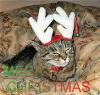 merry christmas cat
