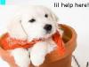 cute puppy in pot