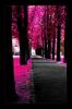 pink trees
