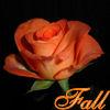 orange fall rose