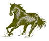 horse06