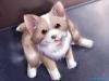 cute lil dog