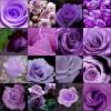 Purple Rose Collage
