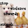 stop violence towards animals
