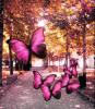 Sweet pink butterflies