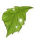 sparkling leaf