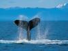 photo of a Humpback Whale
