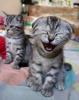 Funny Kittens