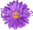 Emilee in purple flower