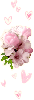 pink rflowers