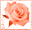 Orange Rose with I Love & Miss You