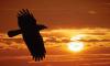 Raven in Sunset