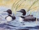 two loons swimming