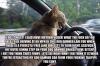 angry driving cat.