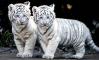 Baby white tigers 