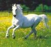 white horsey
