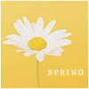 Spring Yellow Daisy
