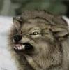 Snarling Wolf
